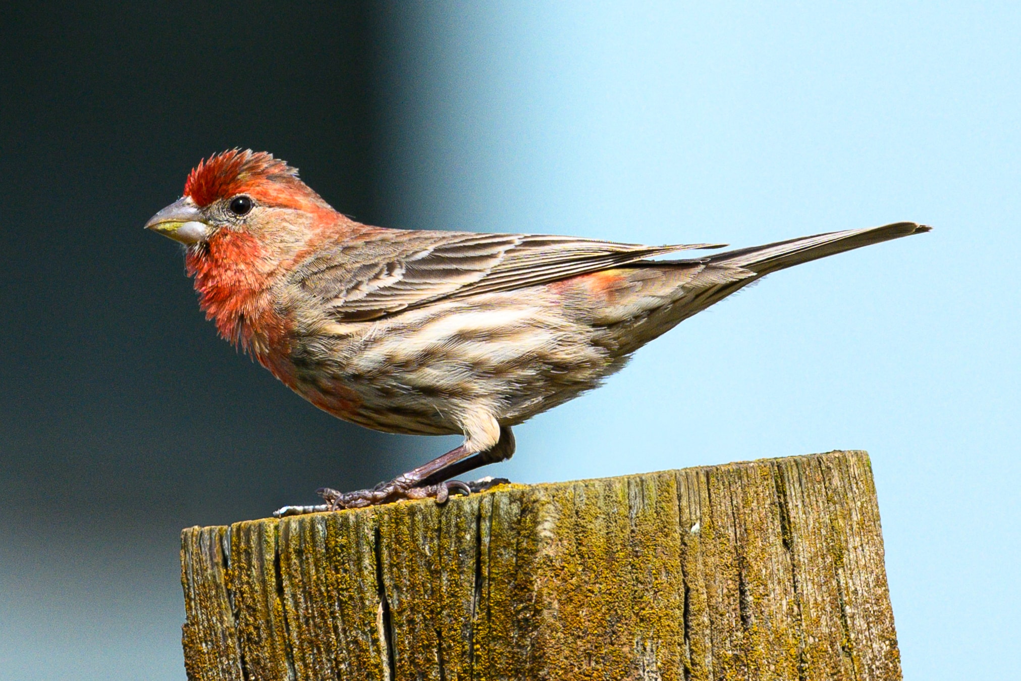 Male House Finch