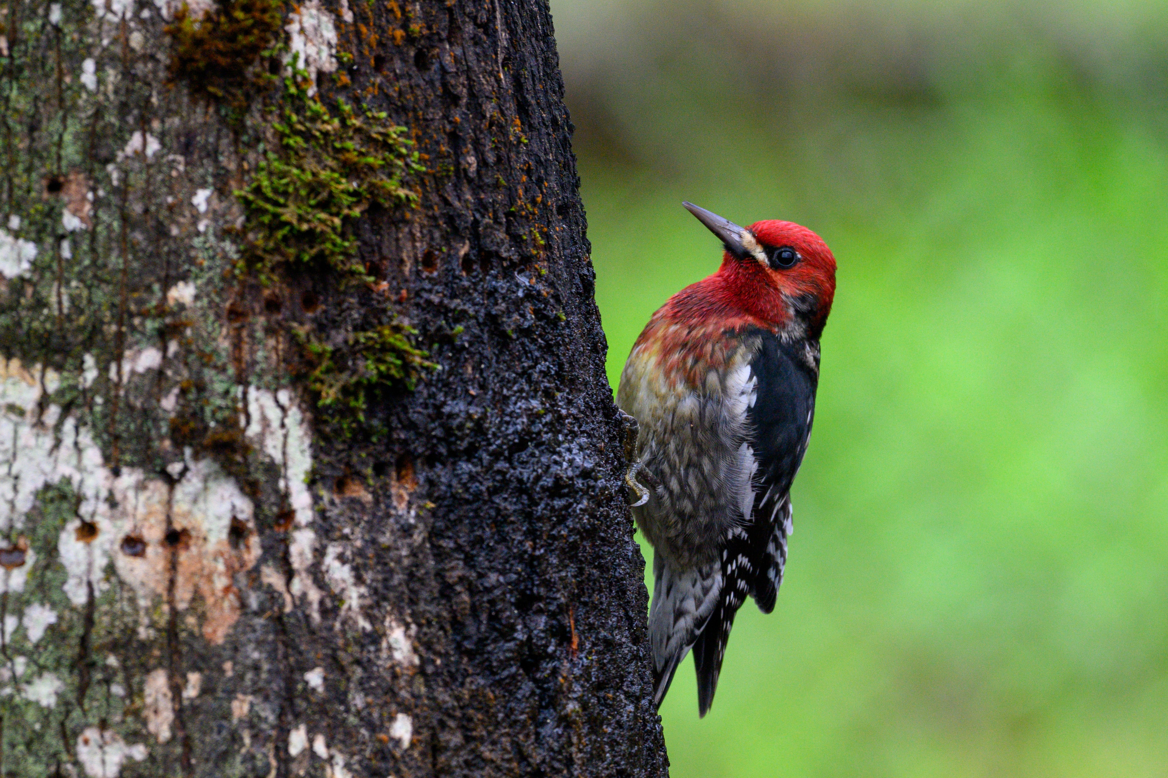 Red-breasted Sapsucker (2)