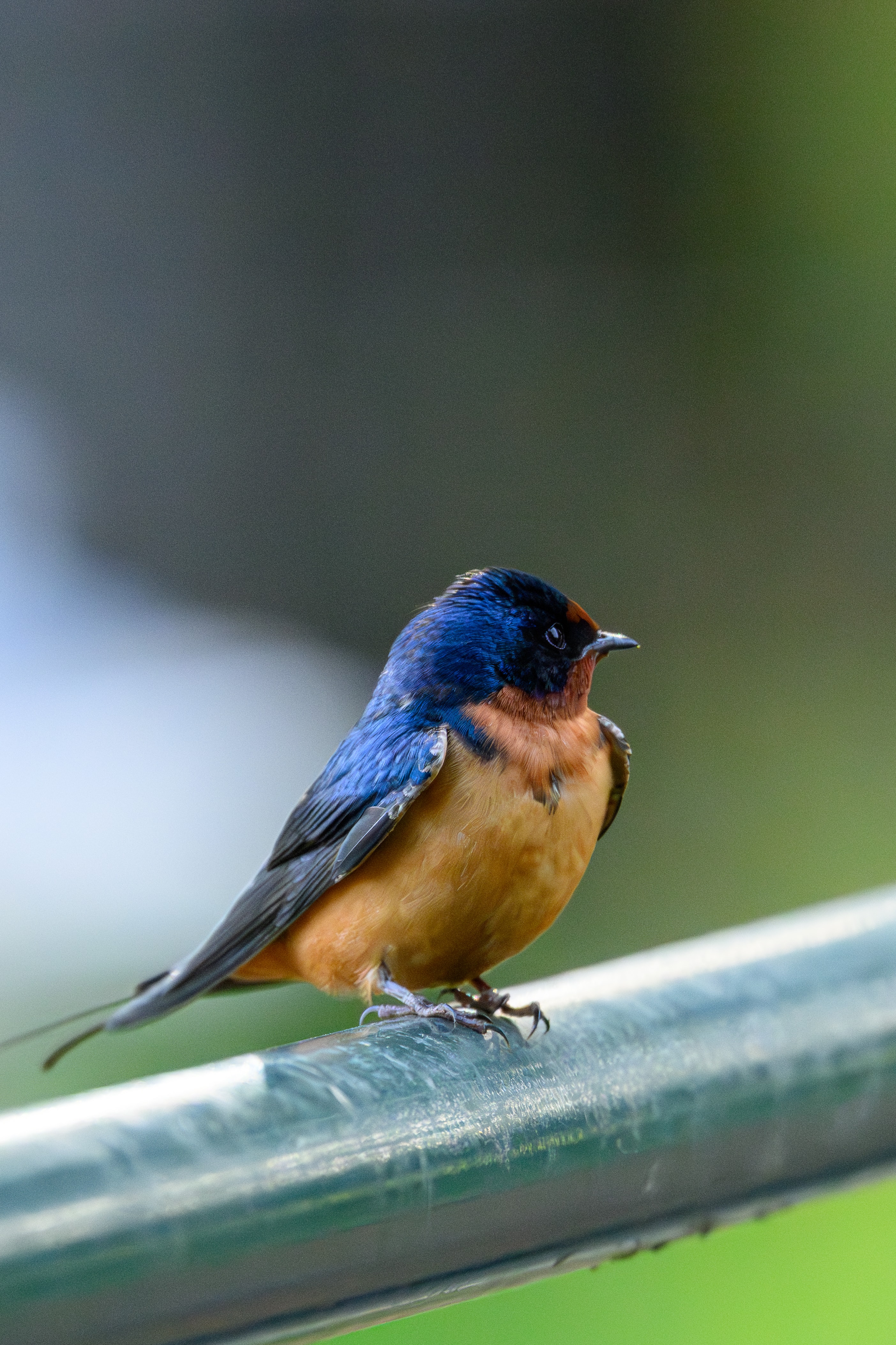 Barn Swallow