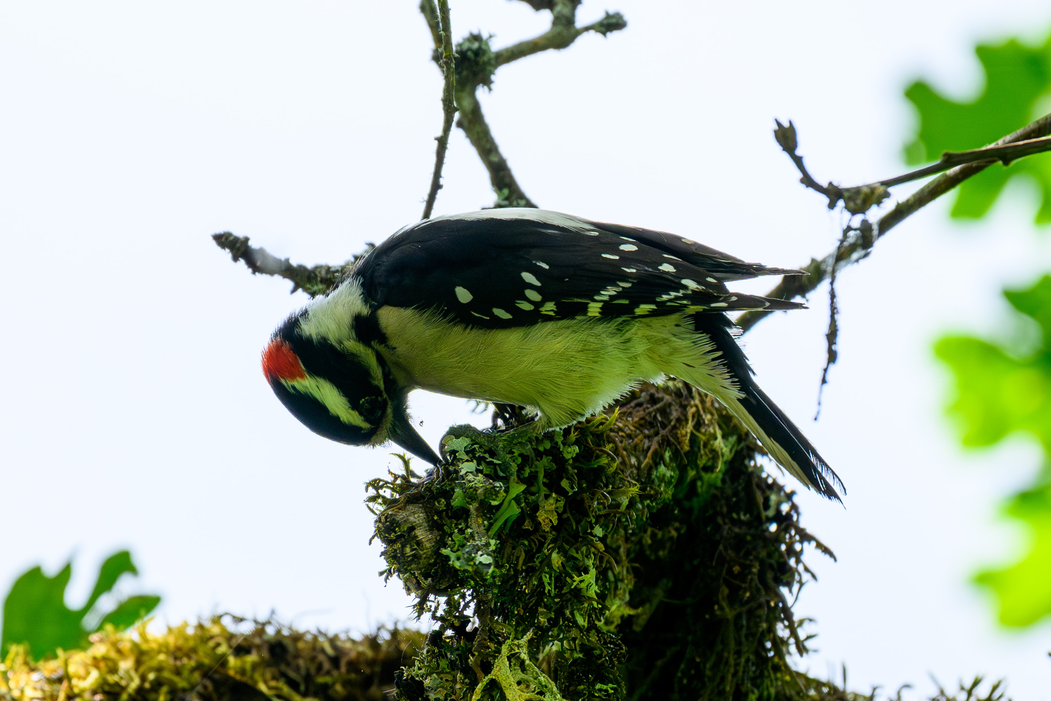 Downy Woodpecker