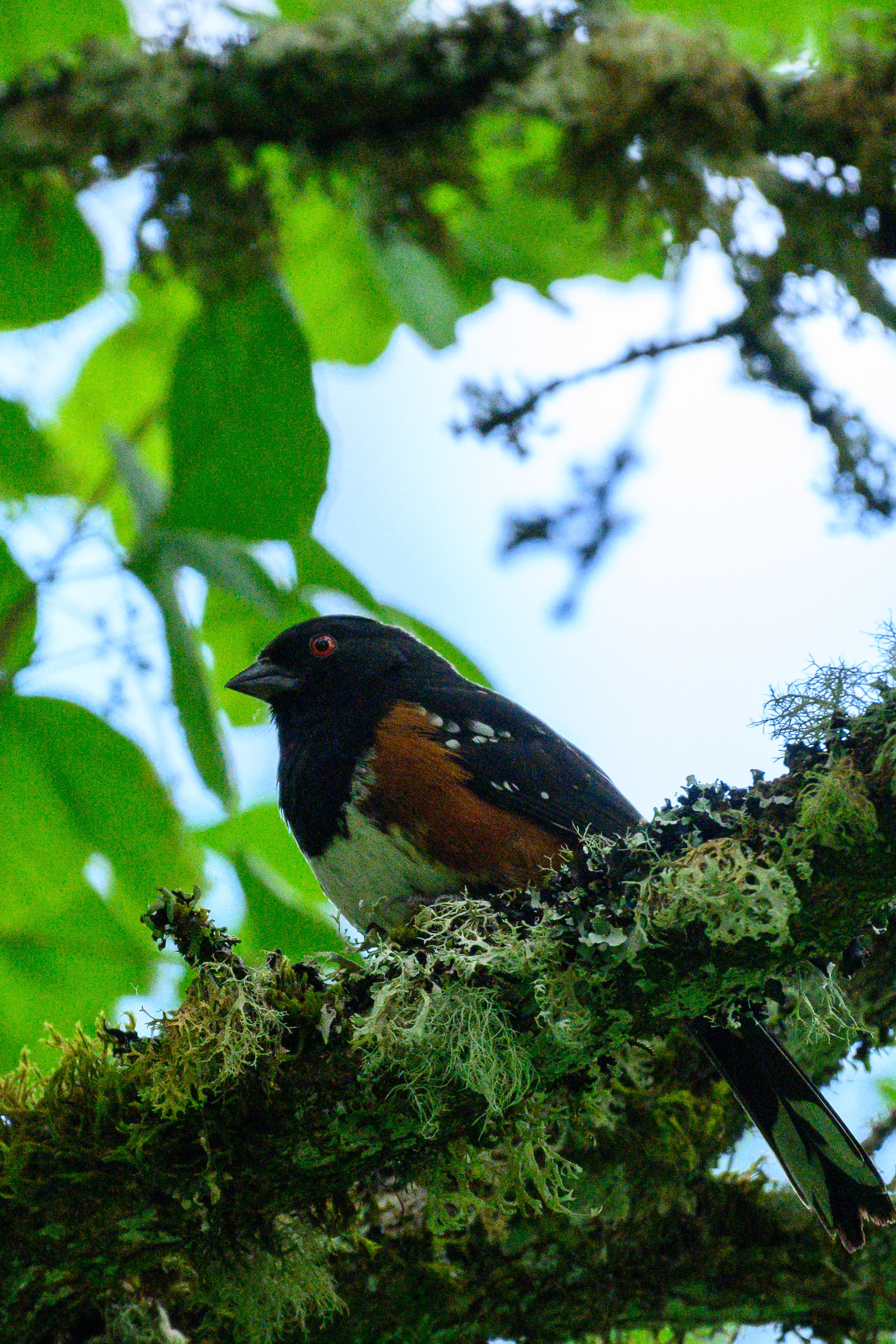 Spotted Towhee (2)