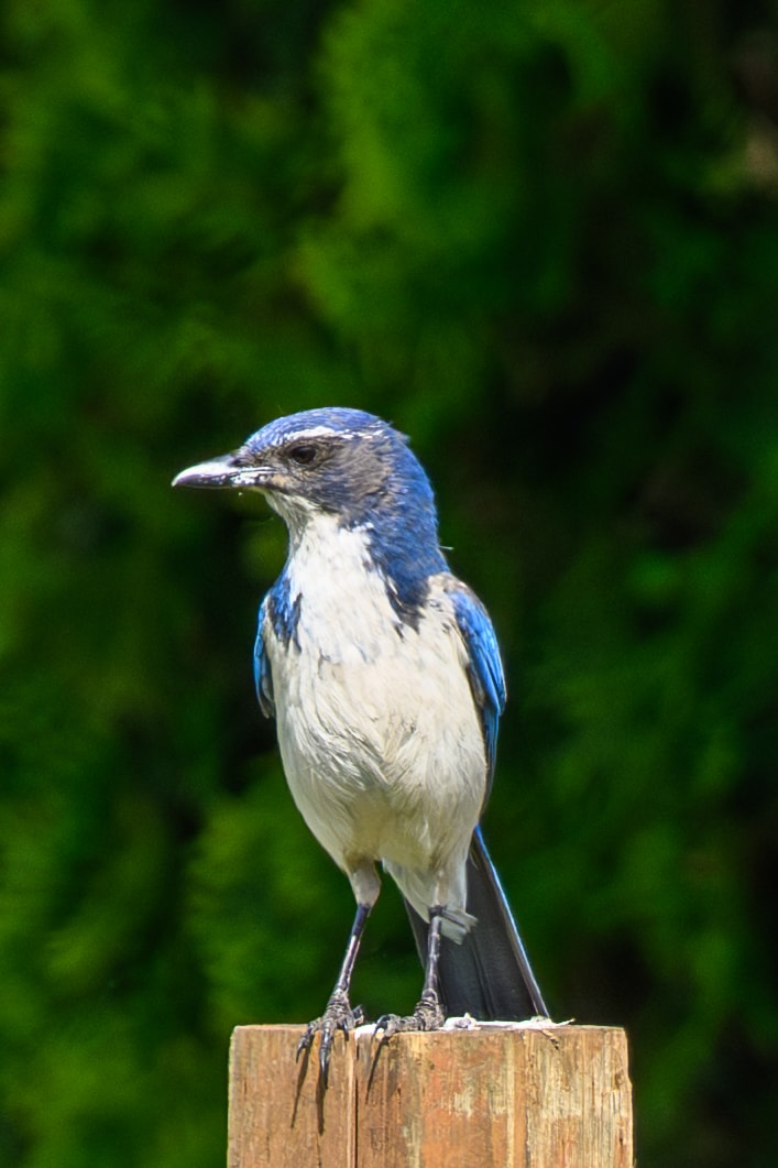 California Scrub-Jay