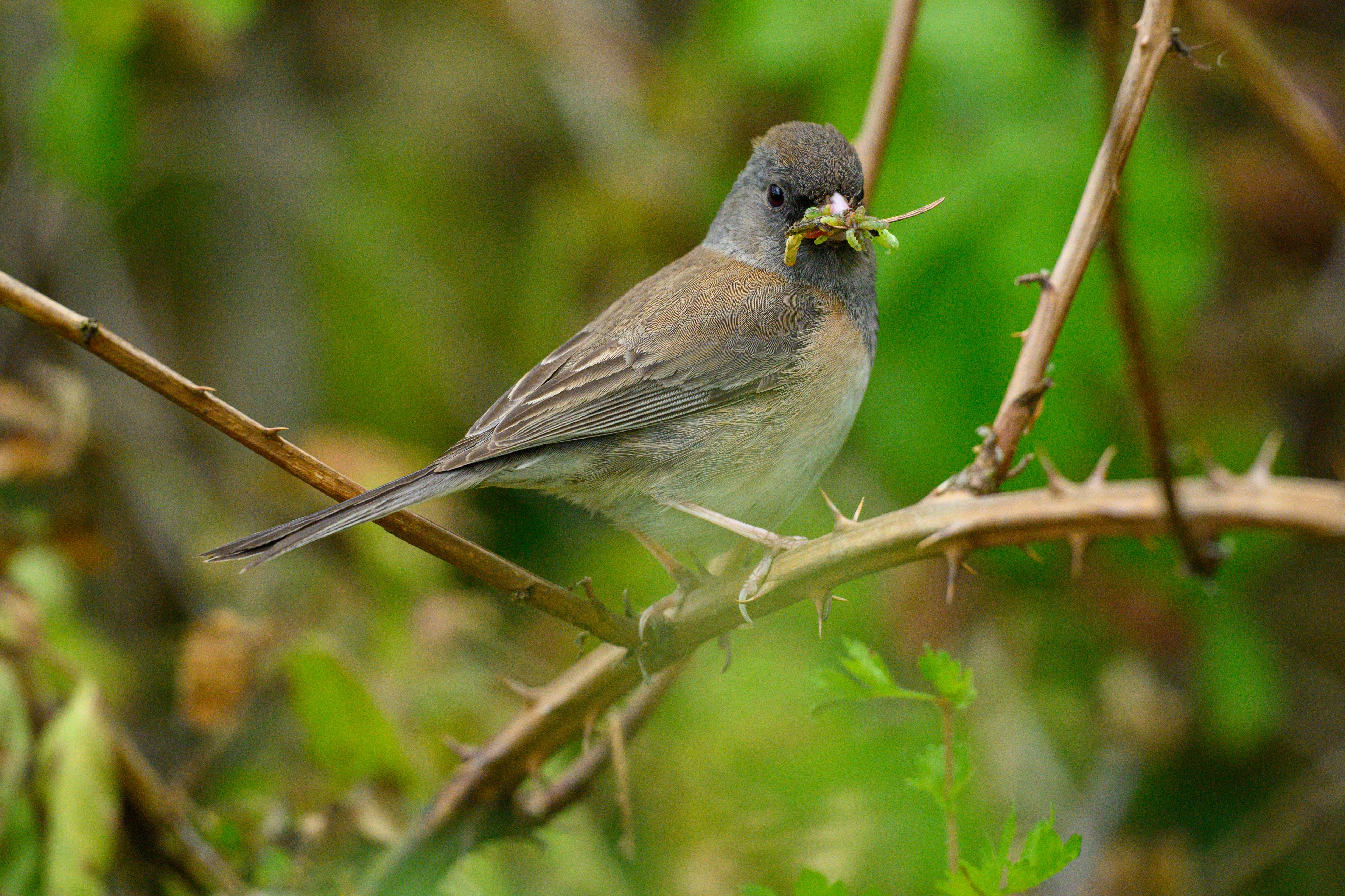 Dark-eyed Junco