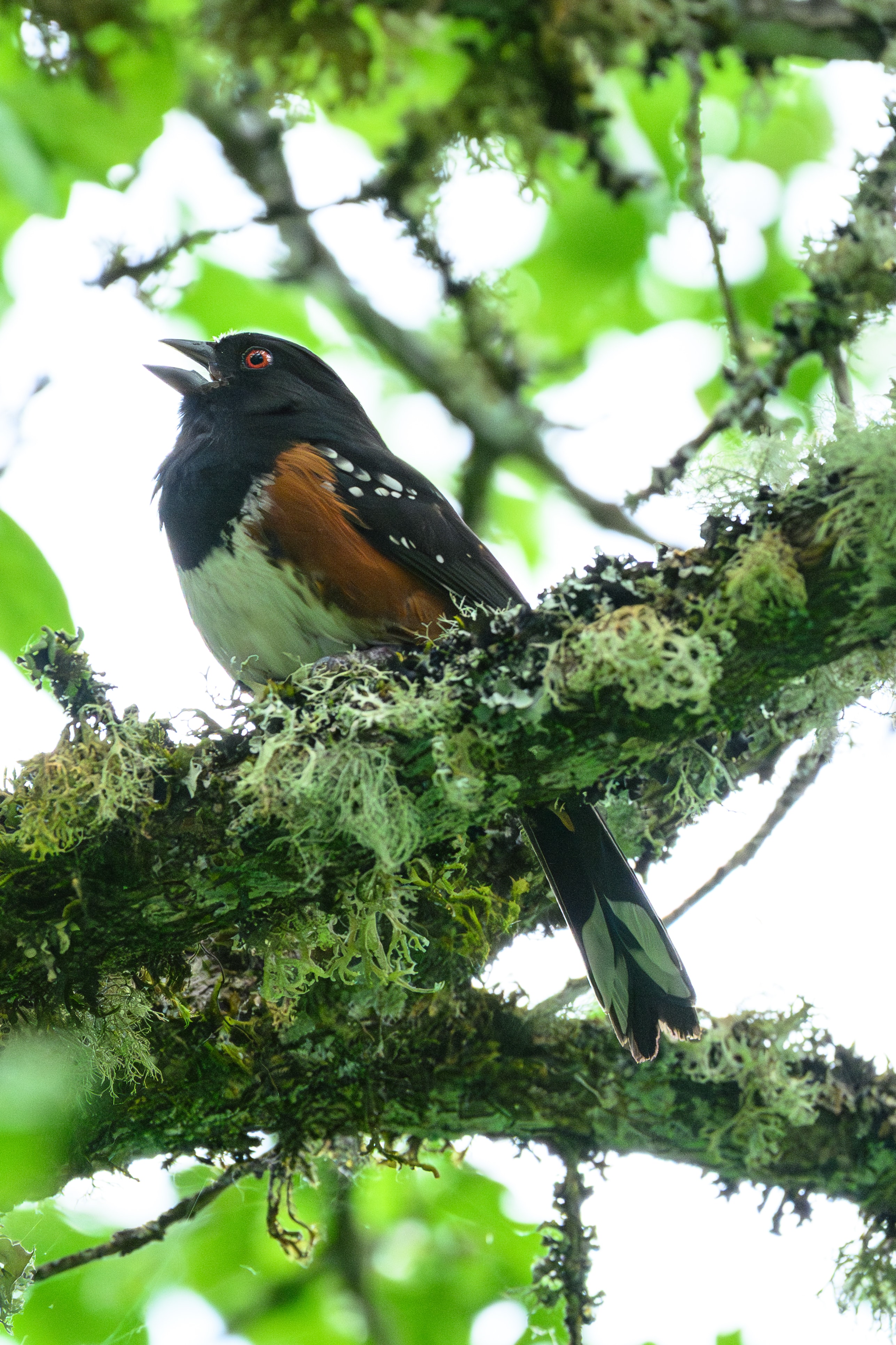 Spotted Towhee