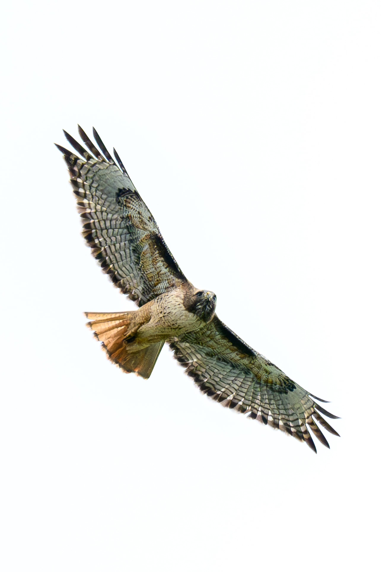 Red-tailed Hawk (3)
