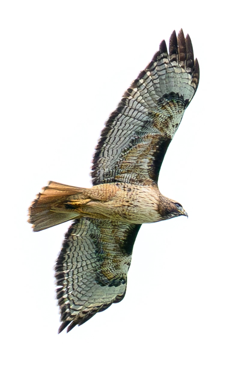 Red-tailed Hawk