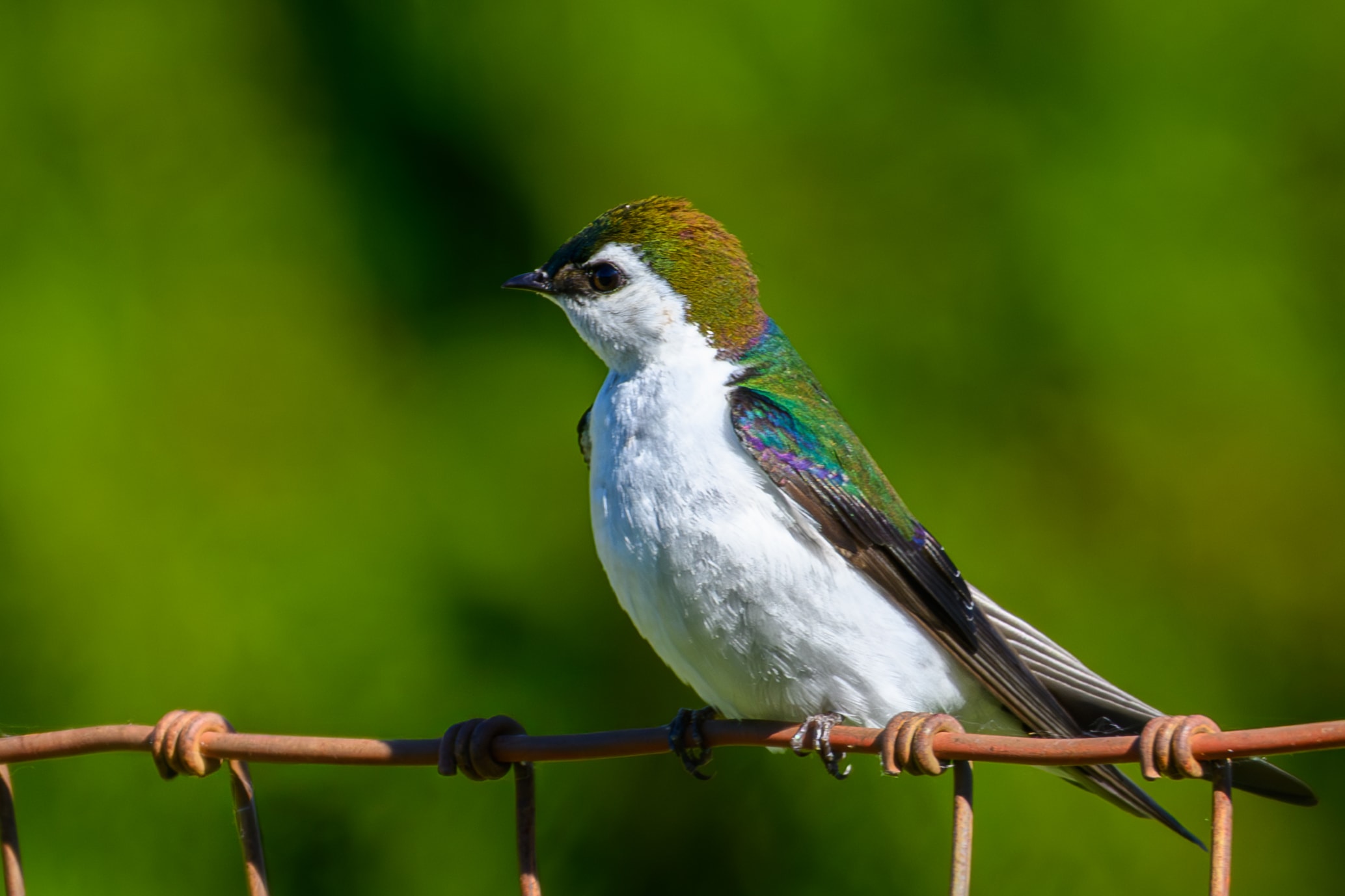 Violet-green Swallow