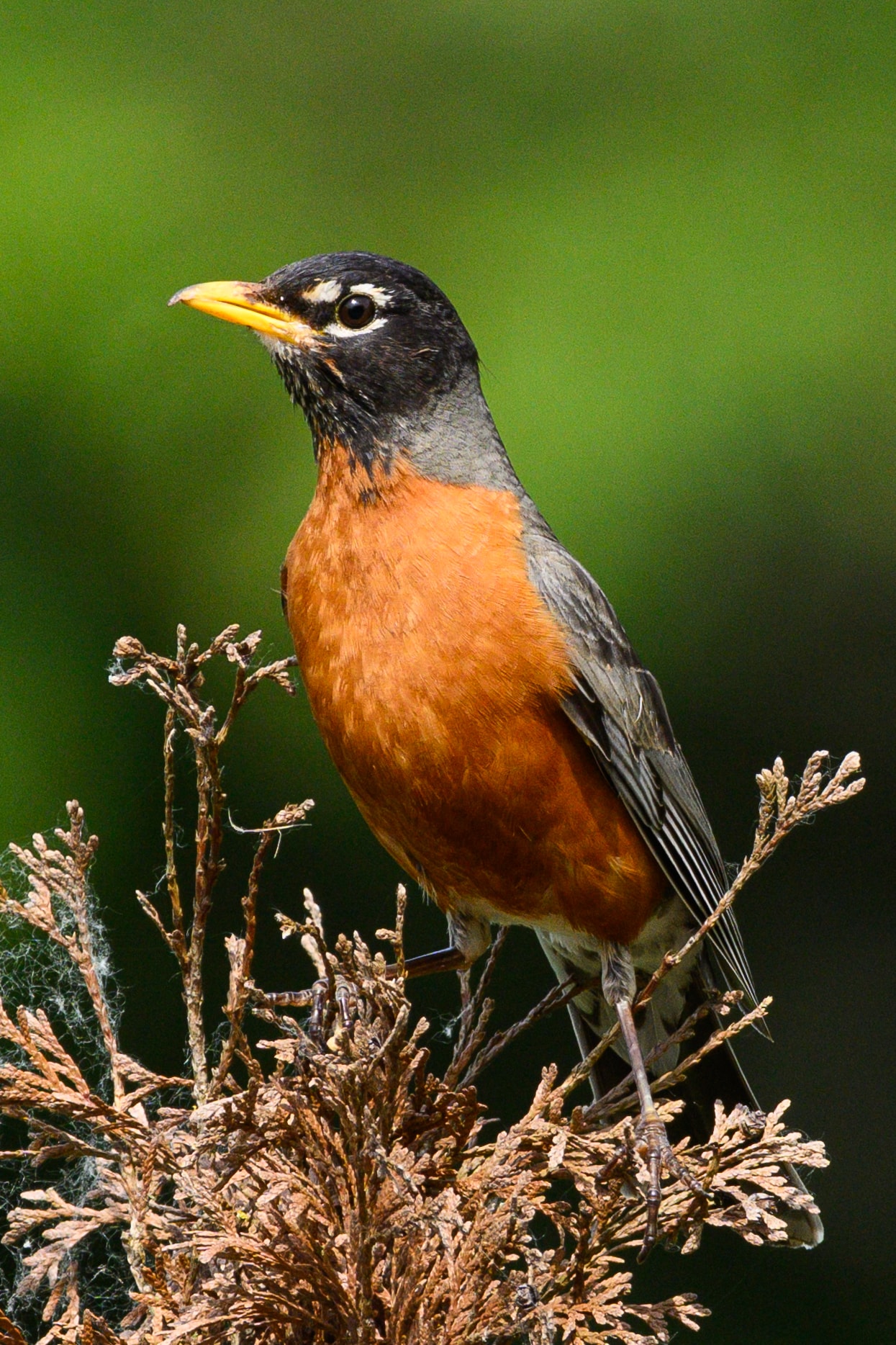 American Robin