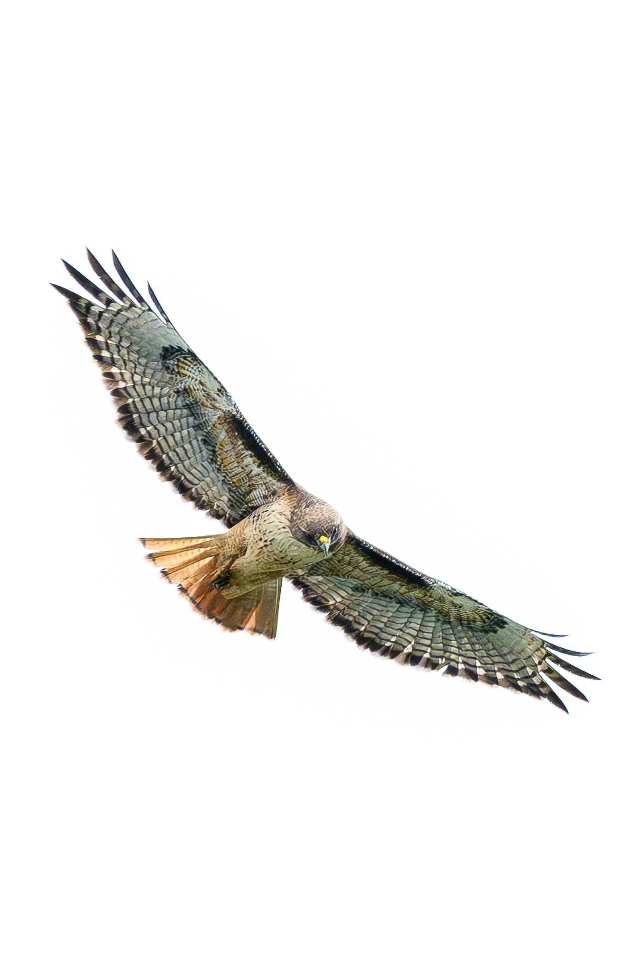 Red-tailed Hawk (2)