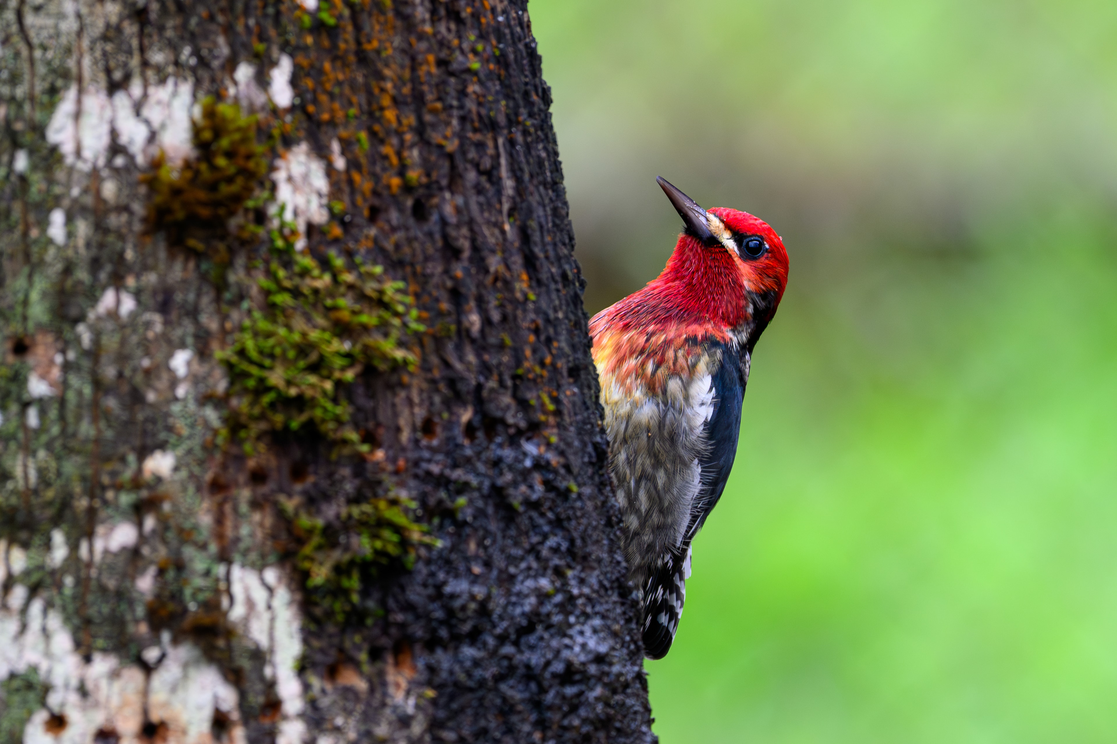 Red-breasted Sapsucker